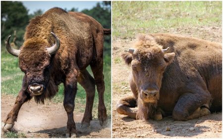 Żubr z Turem działają na siebie jak CZERWONA płachta na byka